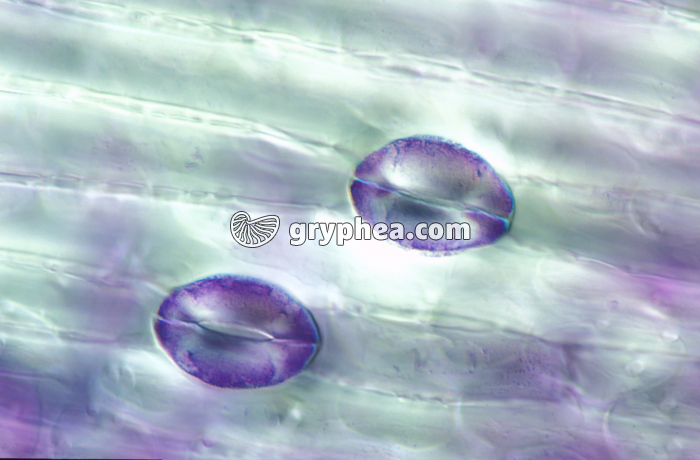 Stomates de feuille de Poireau - stomate ouvert et somate fermé x100 - gryphea.com